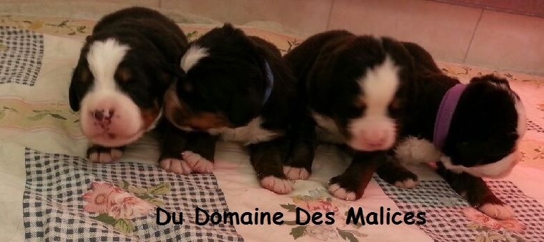 Du Domaine Des Malices - Bouvier Bernois - Portée née le 08/04/2014