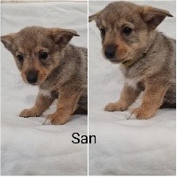 San