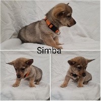 Simba