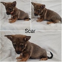 Scar