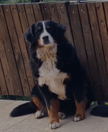 Ulvi Du Domaine Des Malices