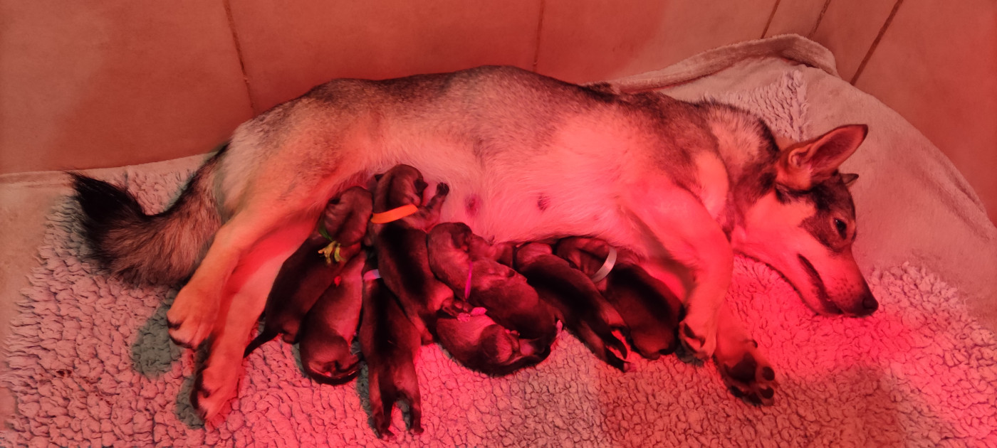 Chiot Spitz des Visigoths Du Domaine Des Malices