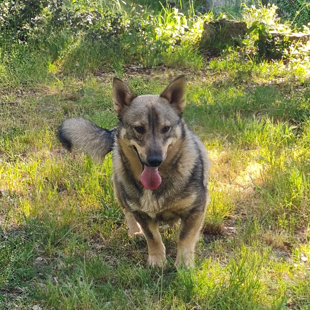 Du Domaine Des Malices - Chiots disponibles - Spitz des Visigoths