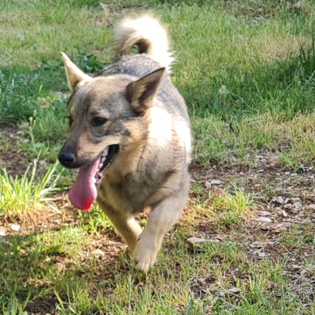 Du Domaine Des Malices - Chiots disponibles - Spitz des Visigoths
